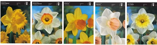 Нарцисс крупнокорончатый (шоубокс)